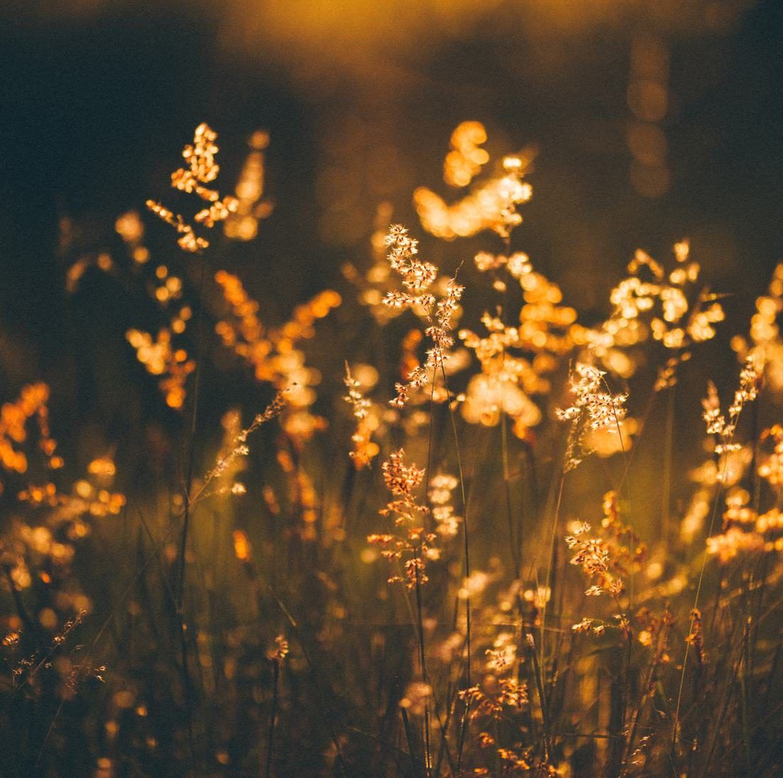 Wildgräser und Blütenrispen im warmen, goldenen Gegenlicht vor dunklem Hintergrund