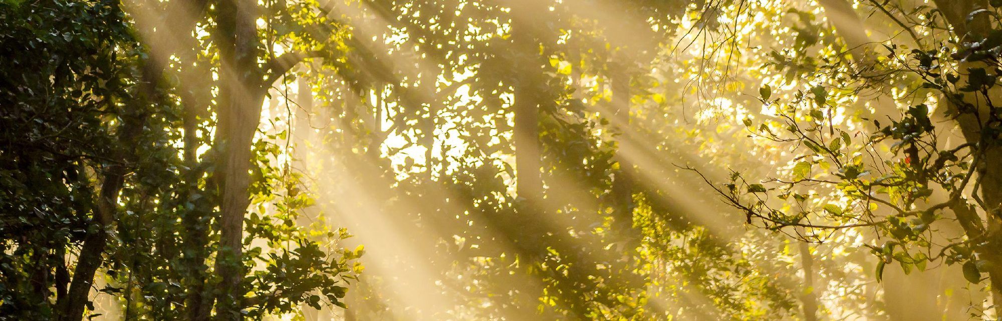 Sonnenstrahlen fallen durch das Laub eines dichten Waldes