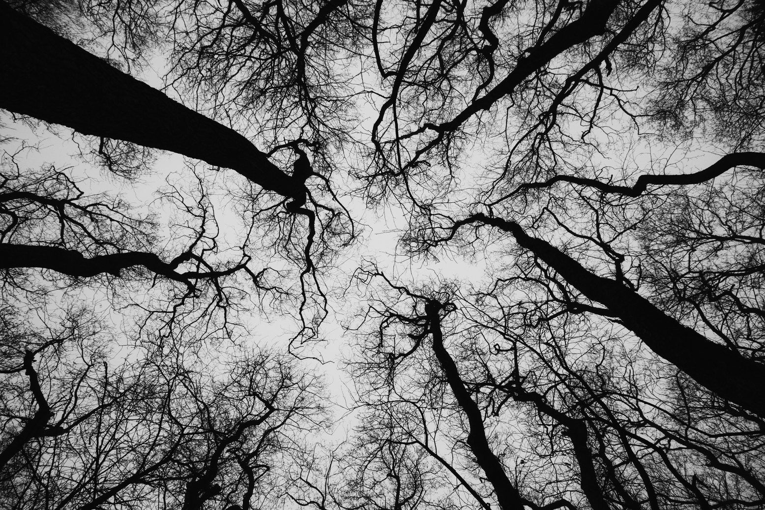 Schwarz-Weiß-Foto kahler Baumkronen, von unten gegen einen hellen Himmel fotografiert